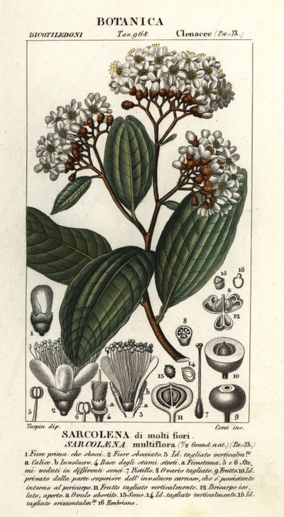 Sarcolaena multiflora da Stanghi Stanghi