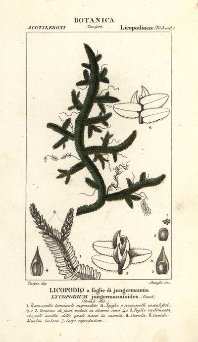 Felce Selaginella jungermannioides da Stanghi Stanghi