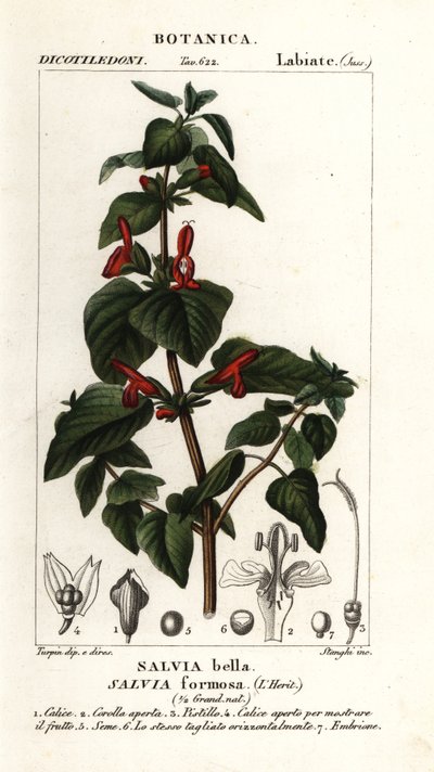 Salvia a foglie lucenti, Salvia formosa da Stanghi Stanghi
