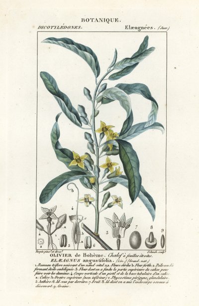 Elaeagnus angustifolia da Stanghi Stanghi