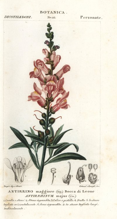 Bocca di leone, Antirrhinum majus da Stanghi Stanghi