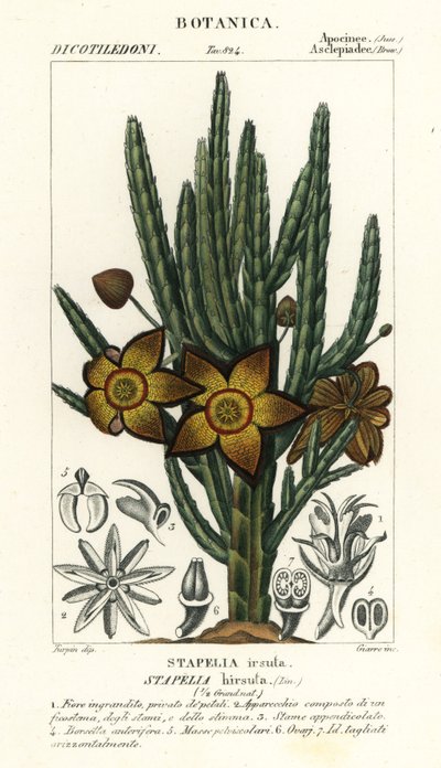 Fiore di stella marina o pianta di carogna, Stapelia hirsuta da Stanghi Stanghi