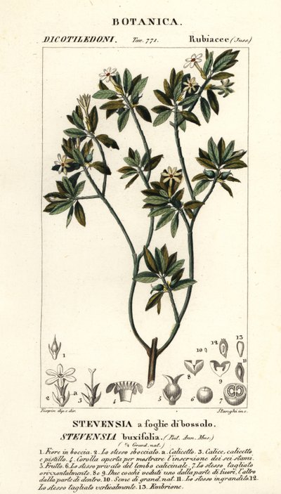 Stevensia buxifolia da Stanghi Stanghi