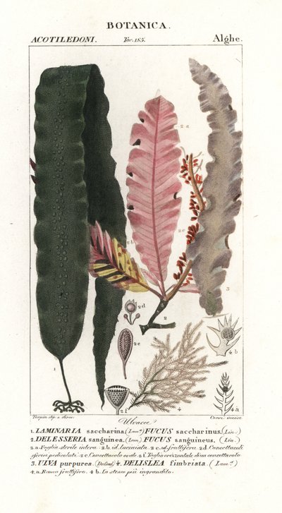 Alghe zuccherine e altre alghe da Stanghi Stanghi