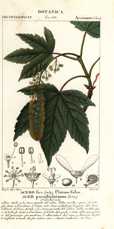 Acero sicomoro o acero platanoide, Acer pseudoplatanus da Stanghi Stanghi