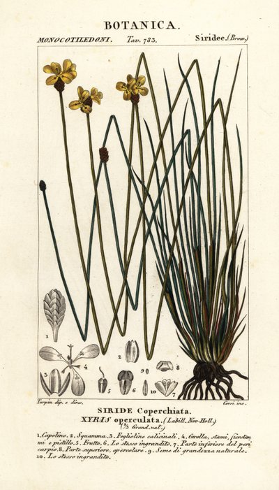 Xyris operculata da Stanghi Stanghi