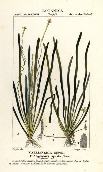 Erba nastro o erba anguilla, Vallisneria spiralis da Stanghi Stanghi