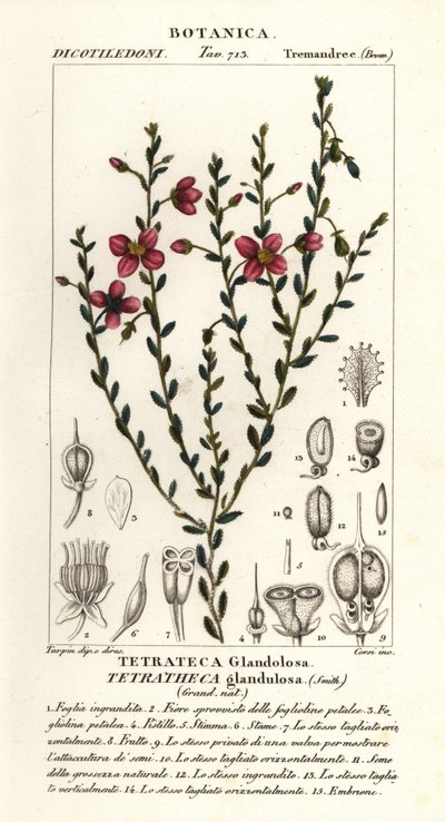 Tetratheca glandulosa da Stanghi Stanghi
