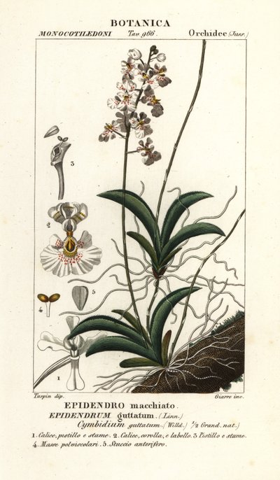 Orchidea Tolumnia guttata da Stanghi Stanghi