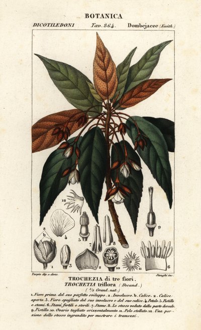 Trochetia triflora da Stanghi Stanghi