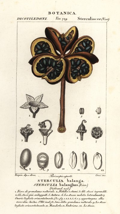 Castagno tropicale o albero nawa, Sterculia balanghas da Stanghi Stanghi