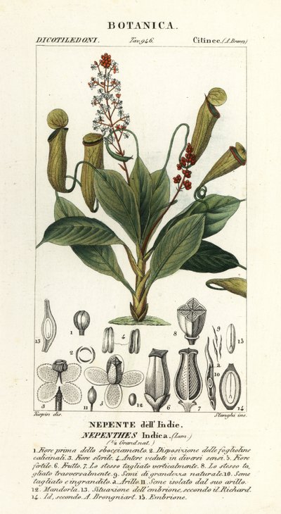Pianta carnivora tropicale, Nepenthes distillatoria da Stanghi Stanghi