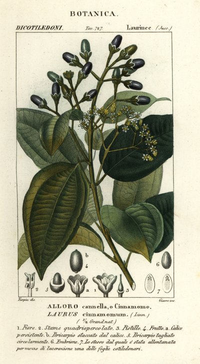 Albero della cannella vera, Cinnamomum verum da Stanghi Stanghi