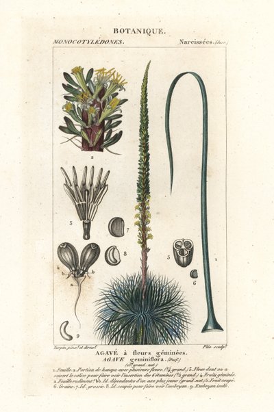 Agave a fiori gemelli, Agave geminiflora da Stanghi Stanghi