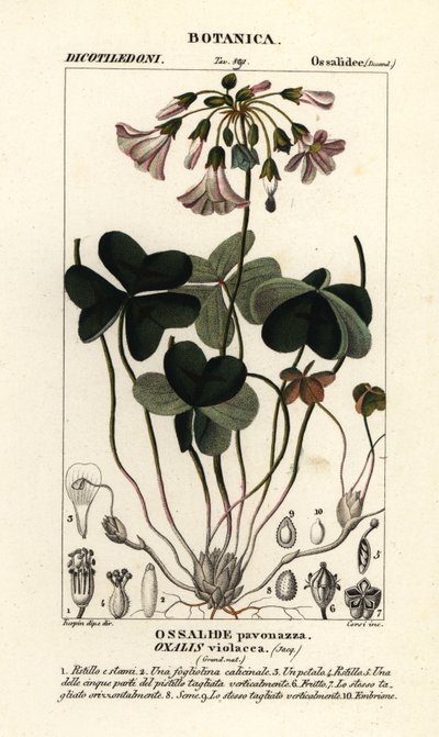 Acetosella violetta, Oxalis violacea da Stanghi Stanghi