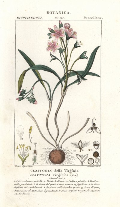 Claytonia virginica da Stanghi Stanghi