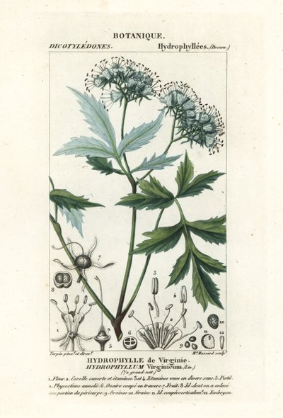 Hydrophyllum virginianum da Stanghi Stanghi