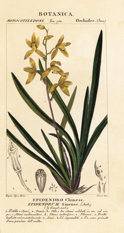 Orchidea Wan dai-fu, Cymbidium sinense da Stanghi Stanghi