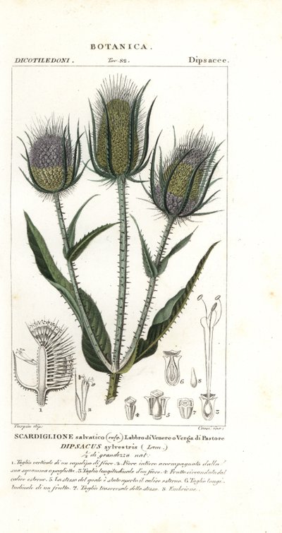 Cardo selvatico o cardo dei follatori, Dipsacus fullonum da Stanghi Stanghi