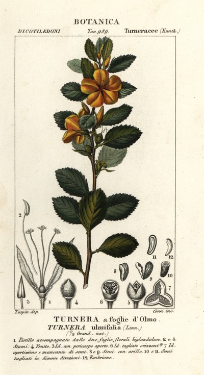 Altea gialla, Turnera ulmifolia da Stanghi Stanghi
