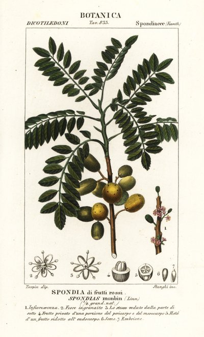 Mombin giallo o prugna di maiale, Spondias monbin da Stanghi Stanghi