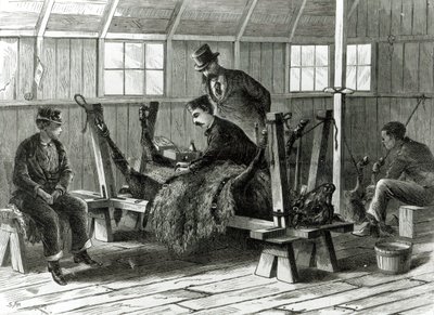 Prelievo del virus dal vitello, illustrazione da 