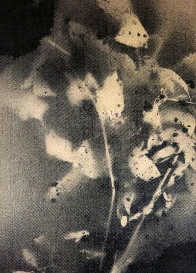  da Stefano Mazzolini