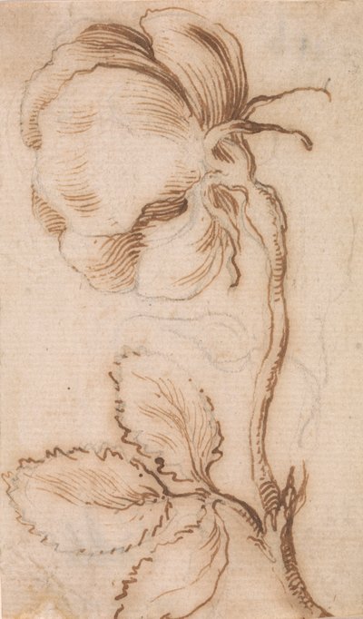 Studio di garofani e rose da Stefano della Bella