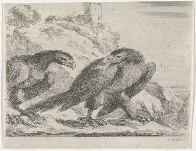 Aquila che cammina verso destra, guardando un
