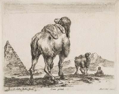 Cammello visto da dietro, pub. 1641 da Diversi Animali da Stefano della Bella