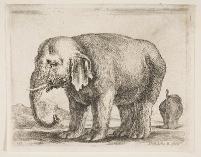 Tavola 10: elefante, da Vari animali Diversi animali, ca. 1641 da Stefano della Bella