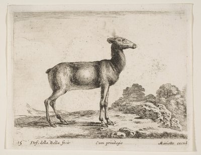 Tavola 15: cerva, da Vari animali Diversi animali, ca. 1641 da Stefano della Bella