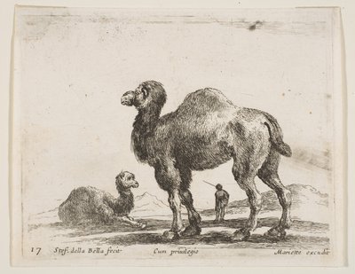 Tavola 17: cammelli, da Vari animali da Stefano della Bella