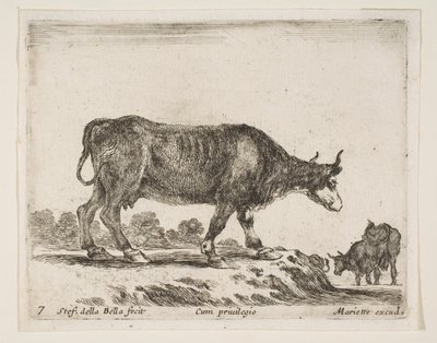 Tavola 7: bue, da Diversi animali da Stefano della Bella