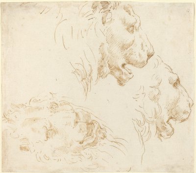 Studi di una Testa di Leone da Stefano della Bella