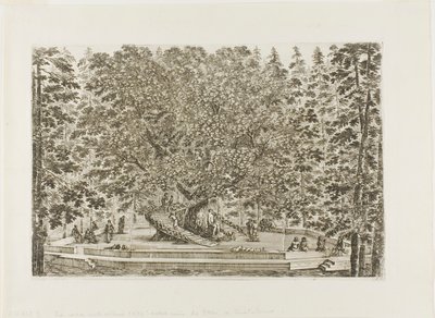 La fontana della quercia da Stefano della Bella