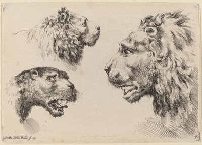 Tre teste di leone, probabilmente 1649 da Stefano della Bella