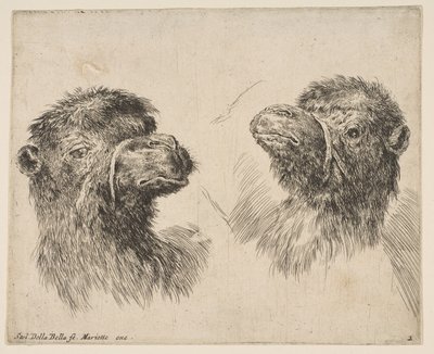 Due Teste di Cammello, ca. 1641 da Stefano della Bella
