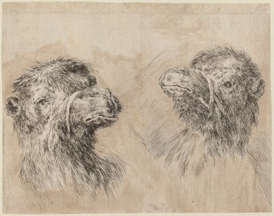 Due teste di cammello [recto], probabilmente 1649 da Stefano della Bella