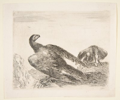 Due aquile, una con preda, da Aquile, ca. 1651 da Stefano della Bella
