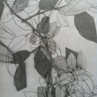 Botanica, 2014 (digitale) da Stephen Dow