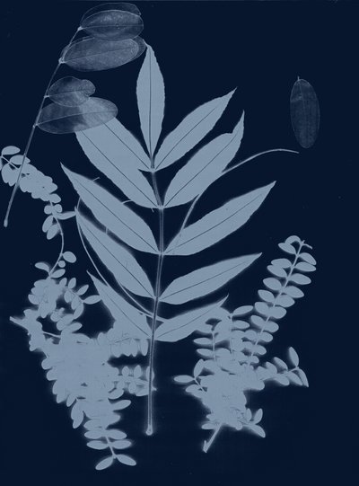 Fogliame ciano 01, 2017 (digitale) da Stephen Dow