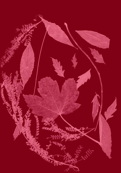 Fogliame rosso, 2017 (digitale) da Stephen Dow
