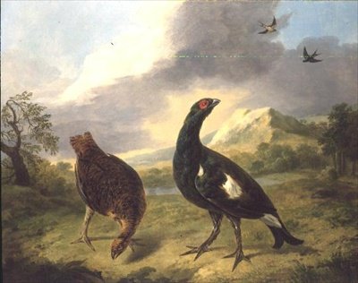 Gallo nero da Stephen Elmer
