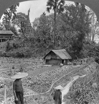 Un orto tra le pagode, Bhamo, Birmania, 1908 da Stereo Travel Co