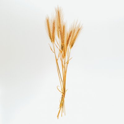 Orzo n. 01, 2020 da Steve Gallagher