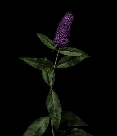 Buddleja viola, 2020 da Steve Gallagher