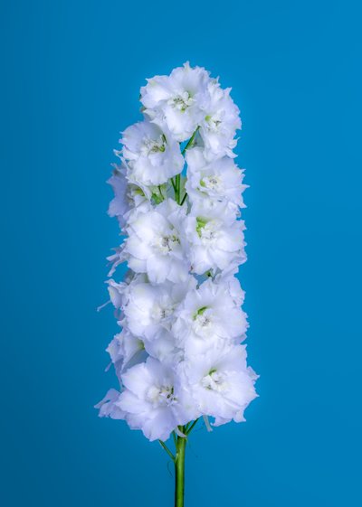 Delphinium bianco, 2020 da Steve Gallagher