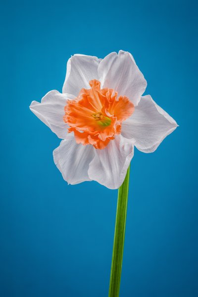 Narciso bianco e arancione, 2021 da Steve Gallagher