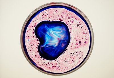Piatto di Petri, 2024 da Steve Pavlovsky